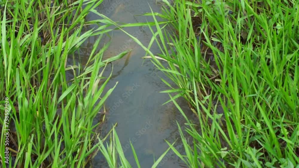 the flow of a small river that grows green grass in the forest the flow of a small river that grows green grass in the forest