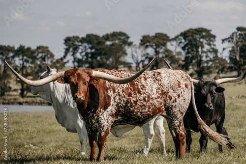 Texas longhorn cow stands in the paddock with other herd. photo