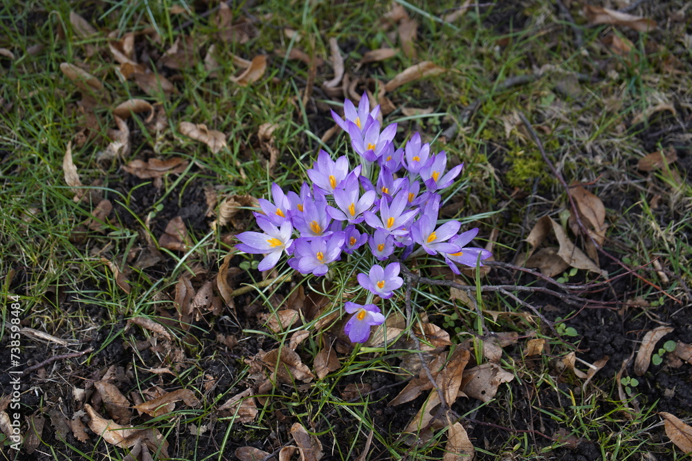 First sign of spring in mid-February 2024, pink crocuses (Crocus L.) in the garden, Hanover, Germany. First sign of spring in mid-February 2024, pink crocuses (Crocus L.) in the garden, Hanover, Germany.