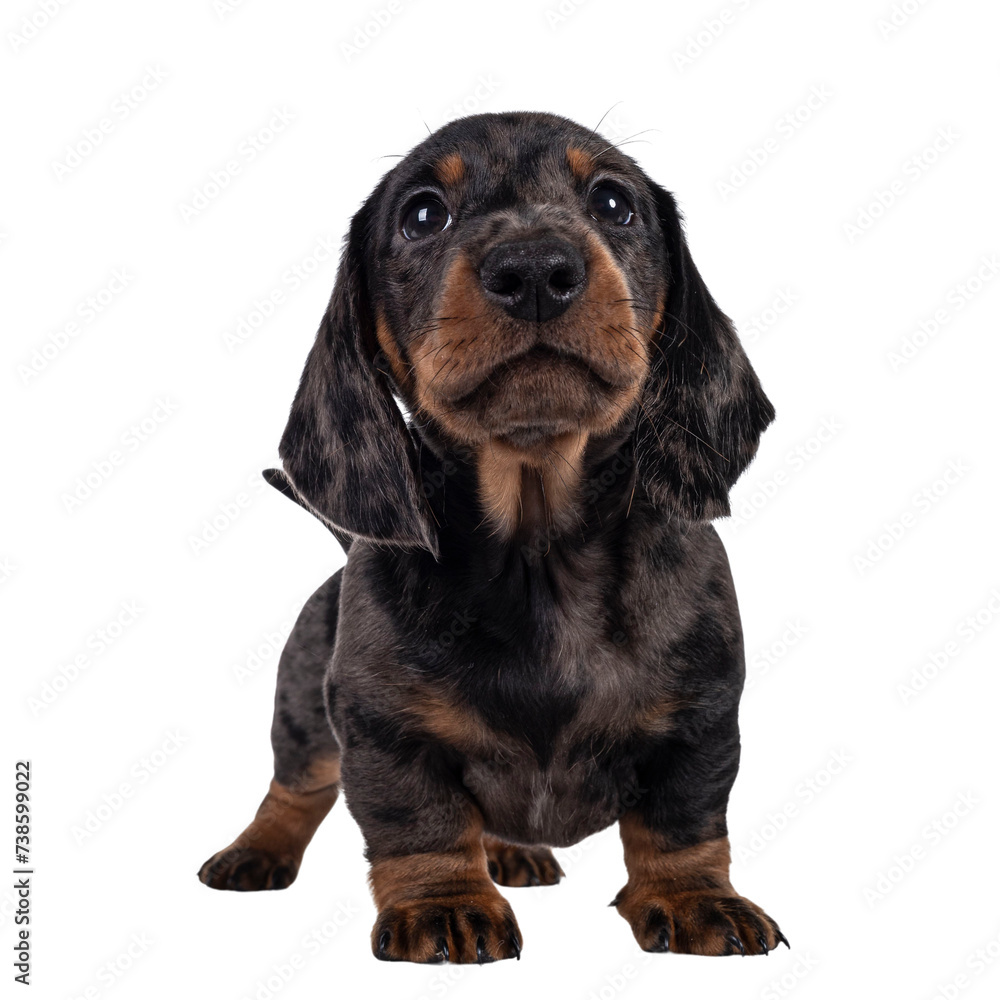 Cute dachshund aka teckel pup, standing facing front. Looking curious into camera. Isolated cutout on transparent background.