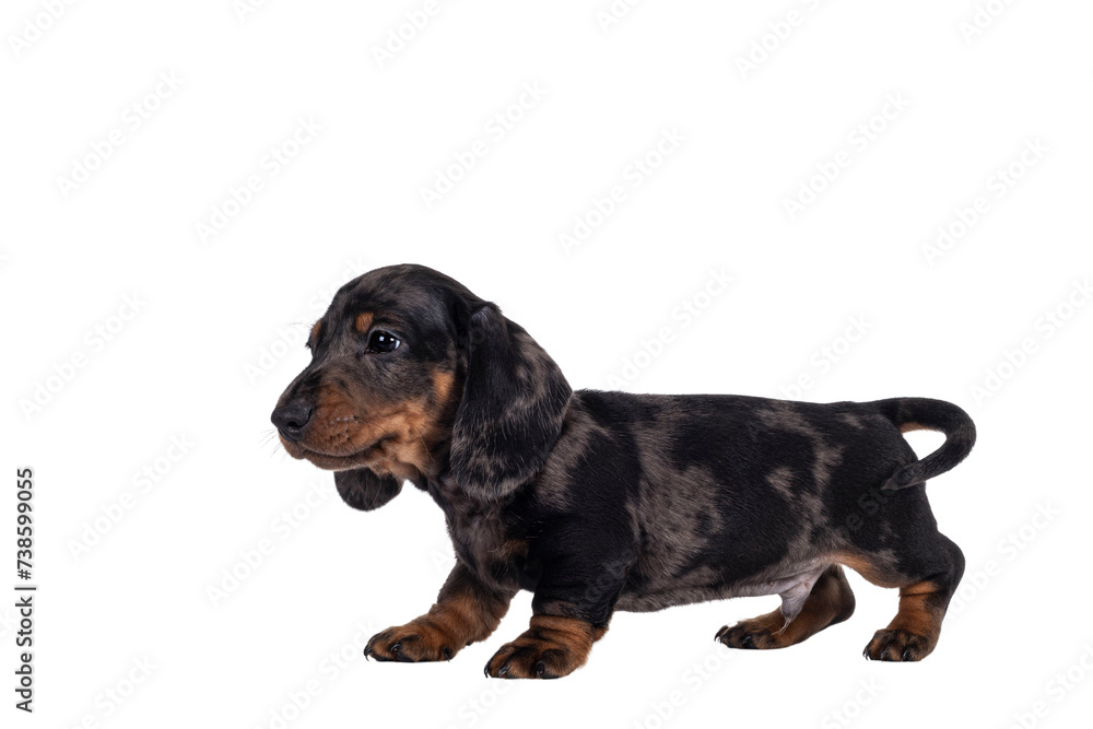 Cute dachshund aka teckel pup, standing side ways showing profile. Looking curious into camera. Isolated cutout on transparent background.