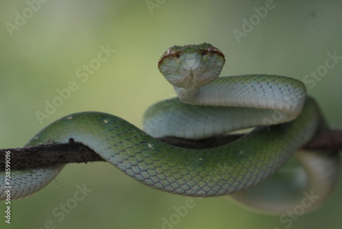 snake, viper snake, tropidolaemus subannulatus, a viper Tropidolaemus subannulatus on a small wooden branch
