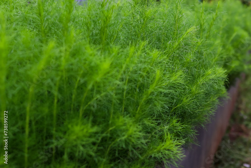 Bassia scoparia or Dogfennel. This plant is classified as an ornamental plant as well as a medicinal plant. As a medicine for arthritis or insect bites. photo