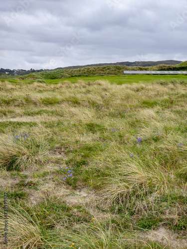 Marram gras at the coast of County Donegal in Ireland photo