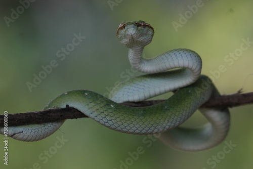 snake, viper, tropidolaemus subannulatus, a viper tropidolaemus subannulatus on a wooden branch 