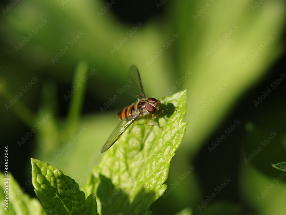 Syrphe à ceintures (Episyrphus balteatus)
Episyrphus balteatus on an unidentified flower or plant
Syrphe à ceintures (Episyrphus balteatus)
Episyrphus balteatus on an unidentified flower or plant