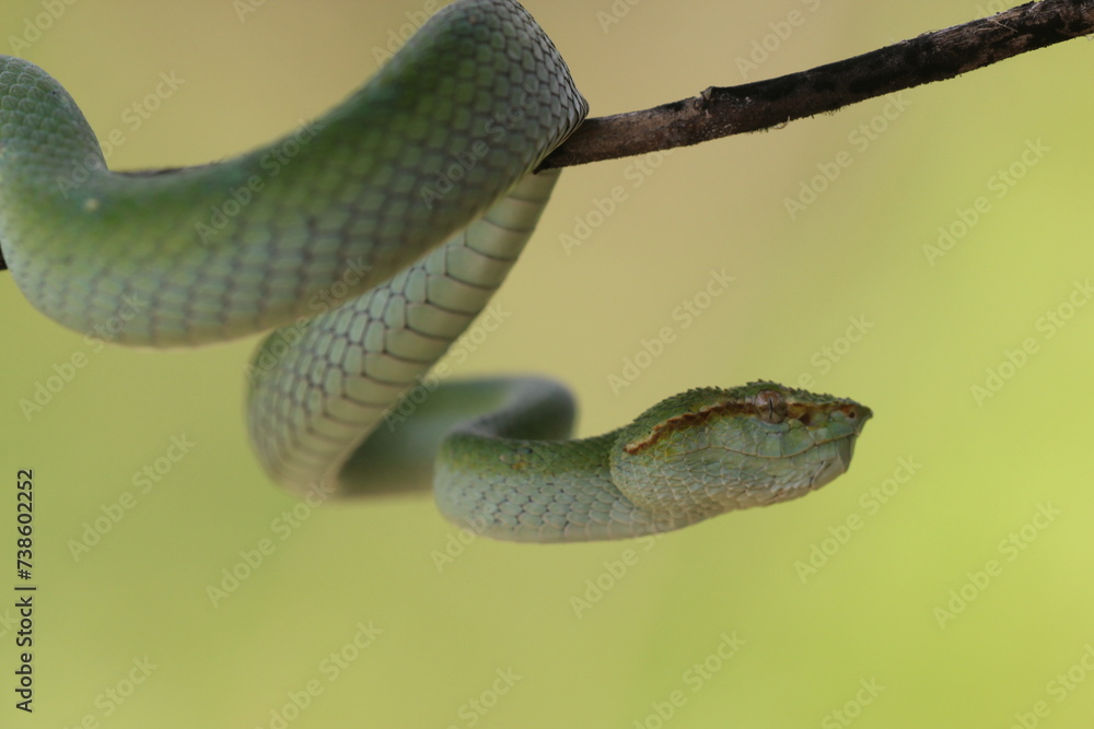 Fototapeta premium snake, viper, tropidolaemus subannulatus, a viper tropidolaemus subannulatus on a wooden branch 