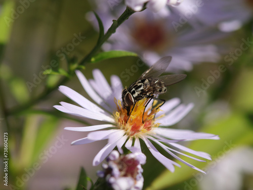 Graphomyie tachetée (Graphomya maculata)
Graphomya maculata on an unidentified flower or plant

