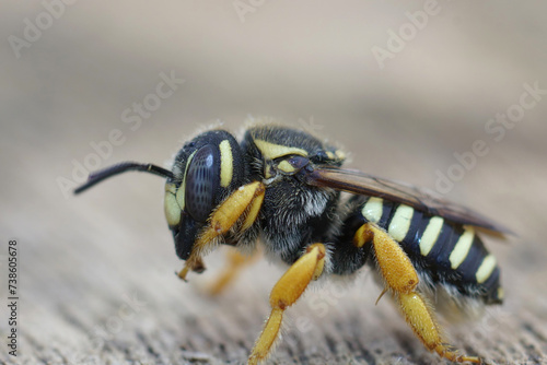 Closeup on the endangered Mediterranean Trachusa integra woolcarder solitary bee, a European red listed species © Henk