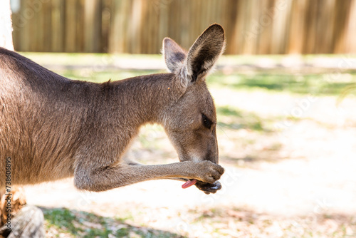 kangaroo licking its paws to clean them and cleaning her face photo