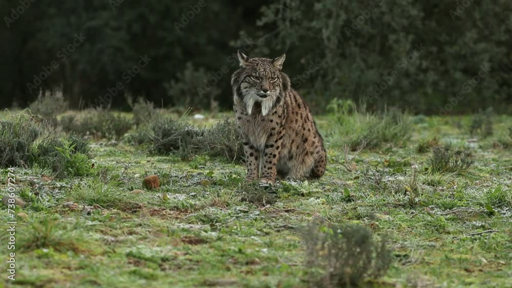 Radiomarked Iberian Lynx male in his breeding territory, before the sun rises in a Mediterranean mountain on a cold January day Radiomarked Iberian Lynx male in his breeding territory, before the sun rises in a Mediterranean mountain on a cold January day