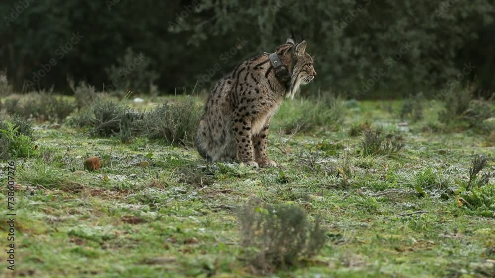Adult female Iberian Lynx before the sun rise in a Mediterranean forest on a cold January day Adult female Iberian Lynx before the sun rise in a Mediterranean forest on a cold January day