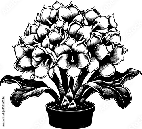 Hydnoraceae Plant icon 13