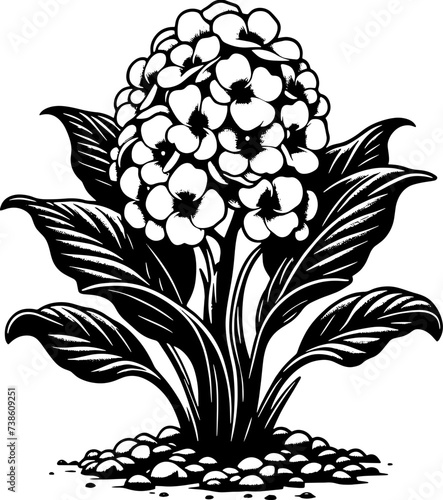 Hydnoraceae Plant icon 7