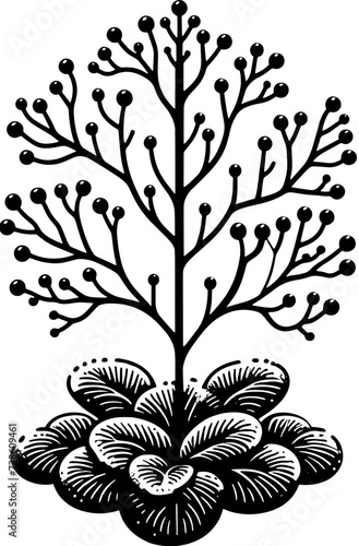 Hydatellaceae Plant icon 12