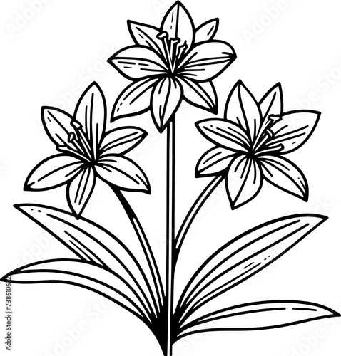 Fototapeta Naklejka Na Ścianę i Meble -  Haemodoraceae Plant icon 2