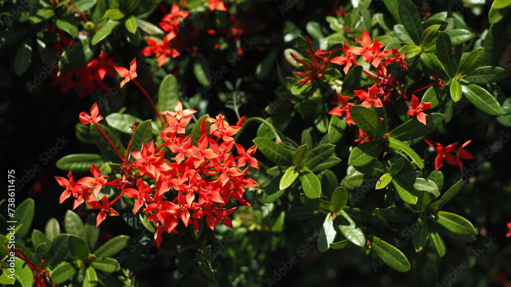 Fototapeta premium Orange red Ixora stricta flowers on the left, with dark background of green leaves and other flowers