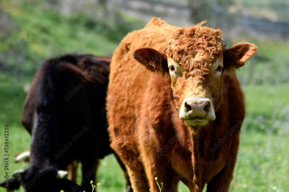 Closeup of a cow in the meadow Closeup of a cow in the meadow