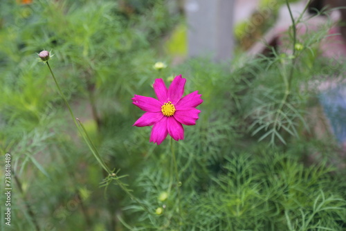 winter flower in a garden