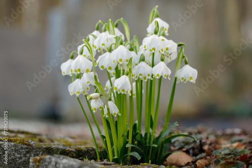 Group of spring snowflakes (Leucojum vernum). photo