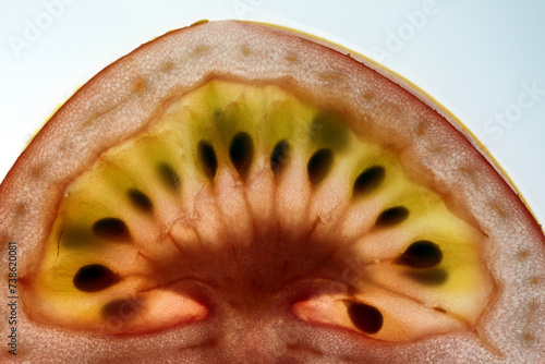 Section of a tomato fruit viewed by transparence - Solanum lycopersicum photo