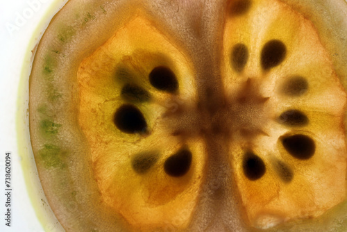 Section of a tomato fruit viewed by transparence - Solanum lycopersicum photo