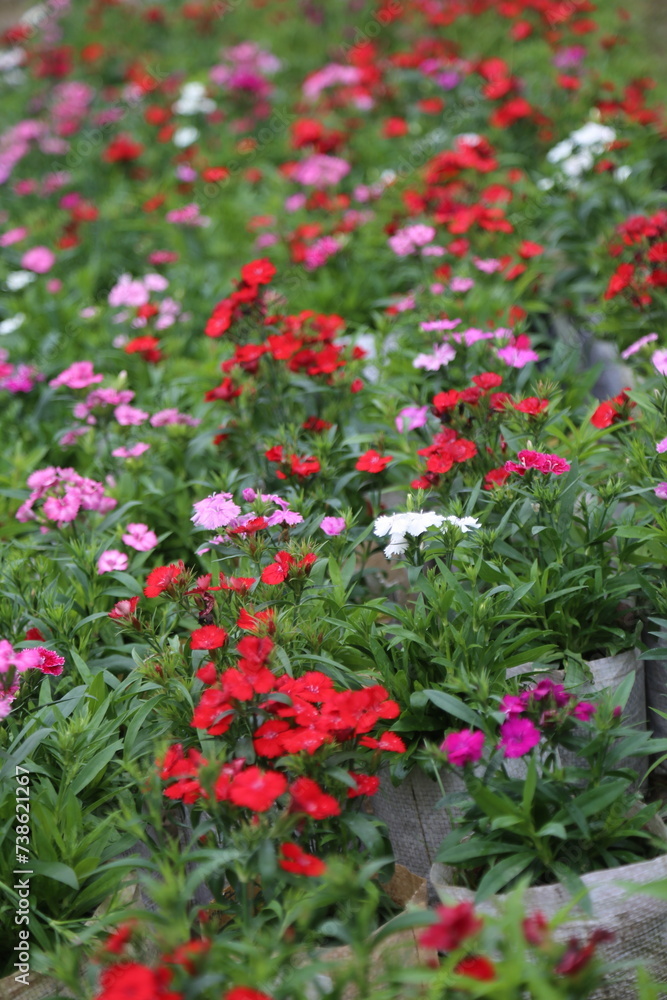 winter flower in a garden