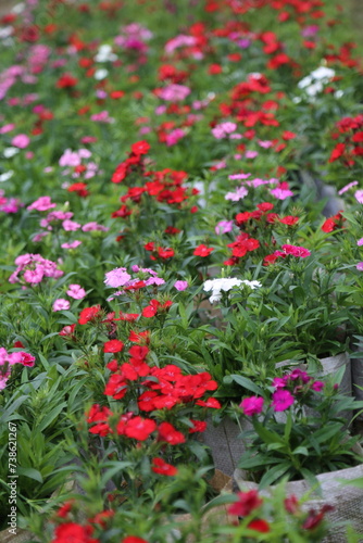 winter flower in a garden