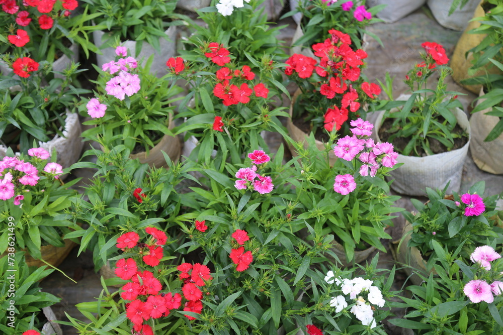 winter flower in a garden