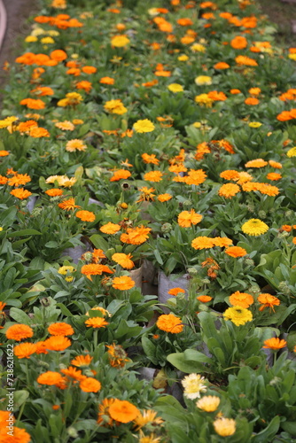 winter flower in a garden