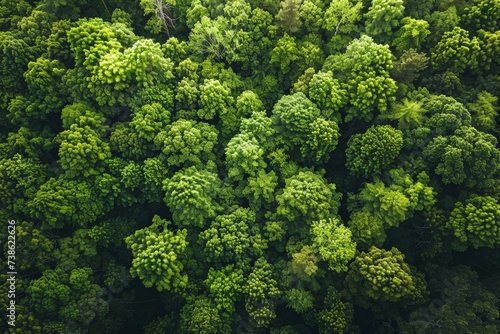 Lush forest canopy, aerial view, summer, bright daylight