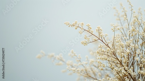 Delicate dry flowers against a plain background, capturing the essence of winter's whisper, ideal for minimalist design themes or as a peaceful backdrop with space for text.