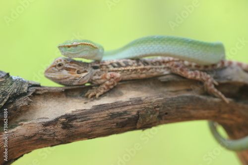 snake, viper, viper snake, tropidolaemus subannulatus, lizard, bearded dragon, A tropidolaemus subannulatus viper snake and a bearded dragon on a log