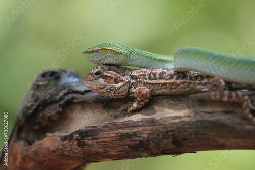 snake, viper, viper snake, tropidolaemus subannulatus, lizard, bearded dragon, A tropidolaemus subannulatus viper snake and a bearded dragon on a log