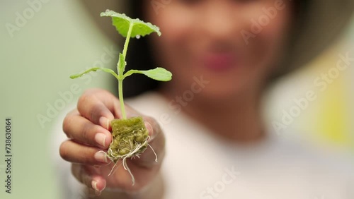 Woman farmer holding a young seedling in hydroponic farm, plant roots photo