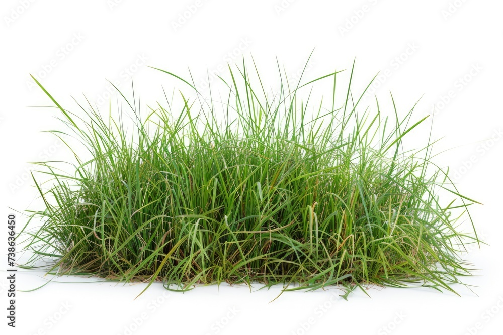 A pile of green grass sitting on top of a white surface. Suitable for various nature and gardening concepts A pile of green grass sitting on top of a white surface. Suitable for various nature and gardening concepts