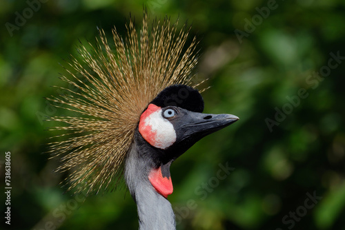 grey crowned crane portrait, Balearica regulorum photo
