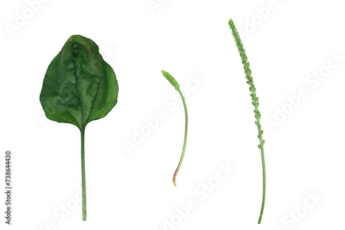 close up of parts of the herbal plant spoon leaf or Plantago major or broadleaf plantain consisting of leaves, flower stems and roots isolated on a transparent background photo