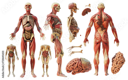 Human Organ System Diagram On transparent Background.