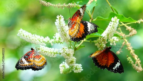 4K Thai butterfly in garden garden summer flower and butterfly flower butterfly flower butterfly