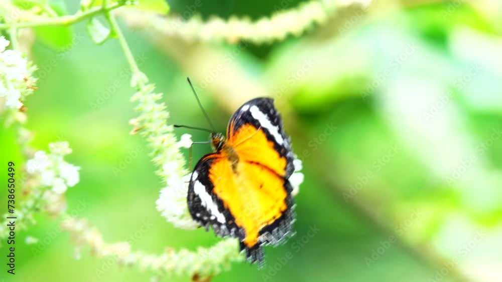 4K Thai butterfly in garden garden summer flower and butterfly flower butterfly flower butterfly 4K Thai butterfly in garden garden summer flower and butterfly flower butterfly flower butterfly