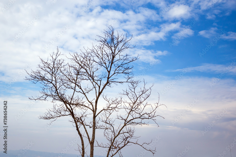 Tree branches on the blue sky and white clouds. Tree branches on the blue sky and white clouds.