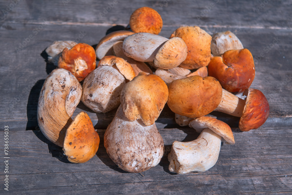 A large pile of fresh forest edible mushrooms lies on an old wooden table. Boletus edulis. A large pile of fresh forest edible mushrooms lies on an old wooden table. Boletus edulis.