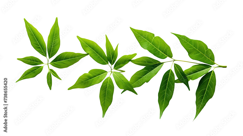 Collection of green leaves on white or transparent background