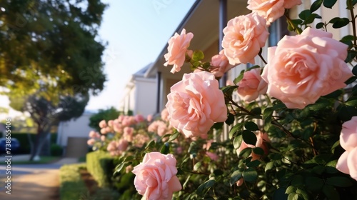 Light pink garden shrub roses in bloom UHD WALLPAPER