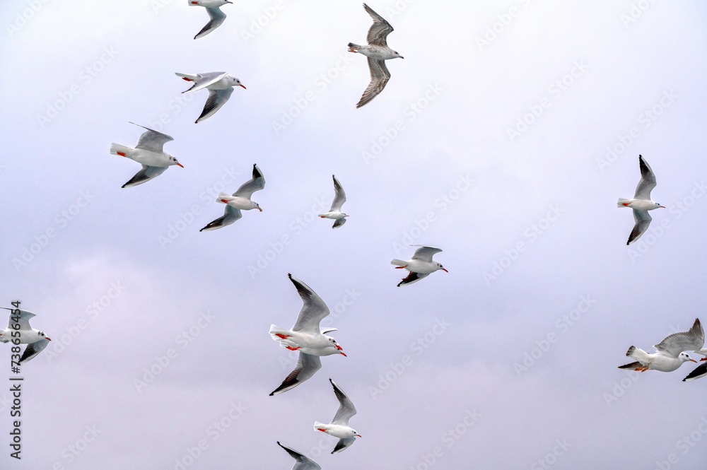 Big flocks of wild Seagulls flying in the sky over sea