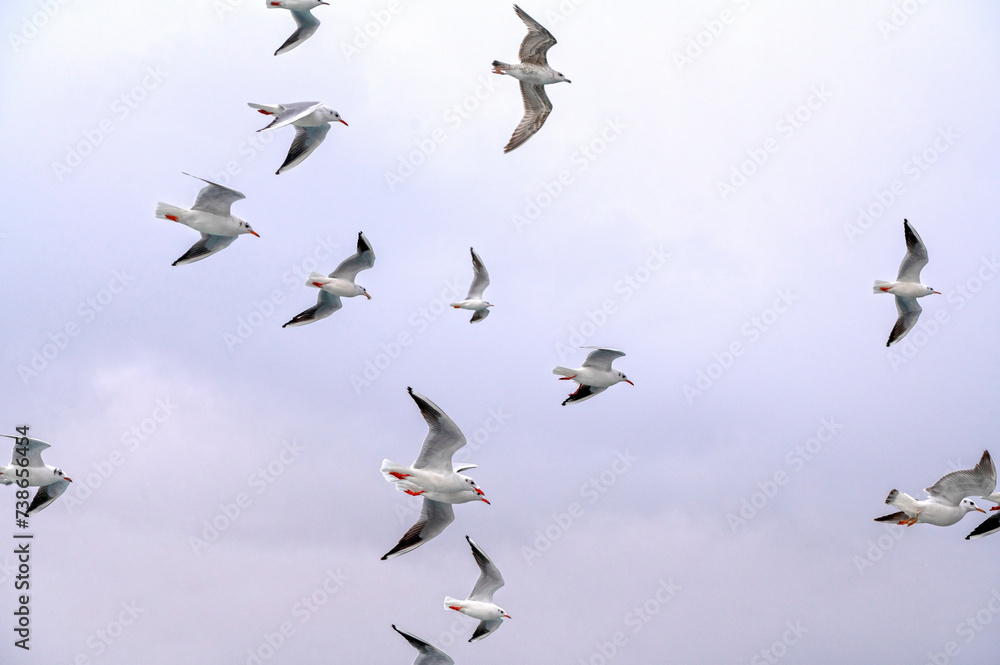Obraz premium Big flocks of wild Seagulls flying in the sky over sea