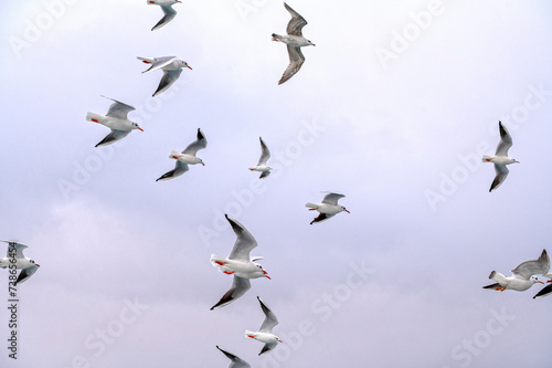 Big flocks of wild Seagulls flying in the sky over sea