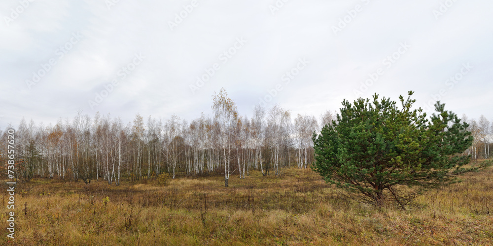 Walking through the forest, beautiful panorama. Walking through the forest, beautiful panorama.