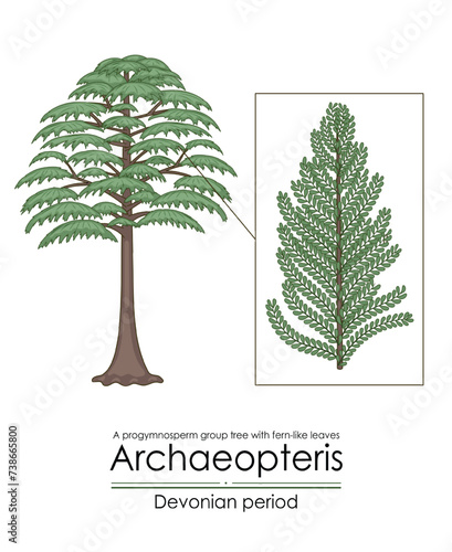 Archaeopteris, the earliest known woody tree, a Devonian period progymnosperm group tree with fern-like leaves. Colorful illustration on a white background photo